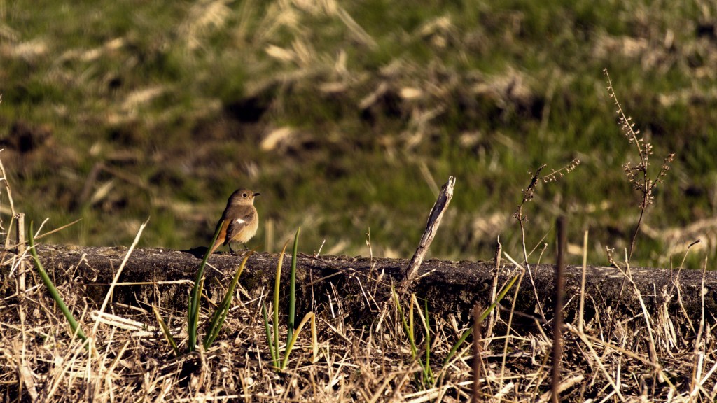 A small, round, brown bird with white patches on its wings—a female Daurian redstart—sits on a low concrete wall with weeds in the foreground and background.
