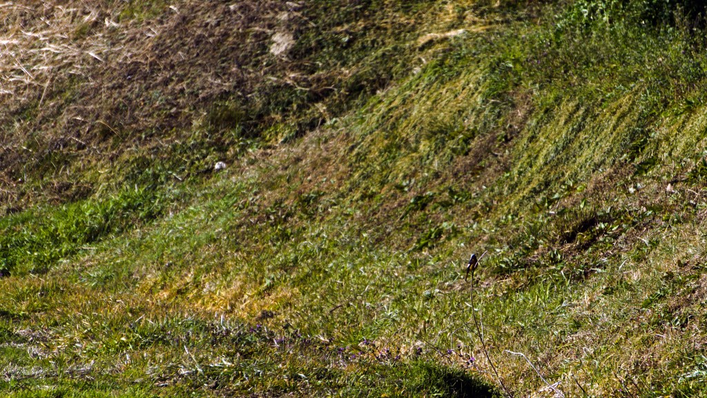 A male Daurian redstart is perched at the very tip of a single tall weed far in the distance, with a green hillside in the background.