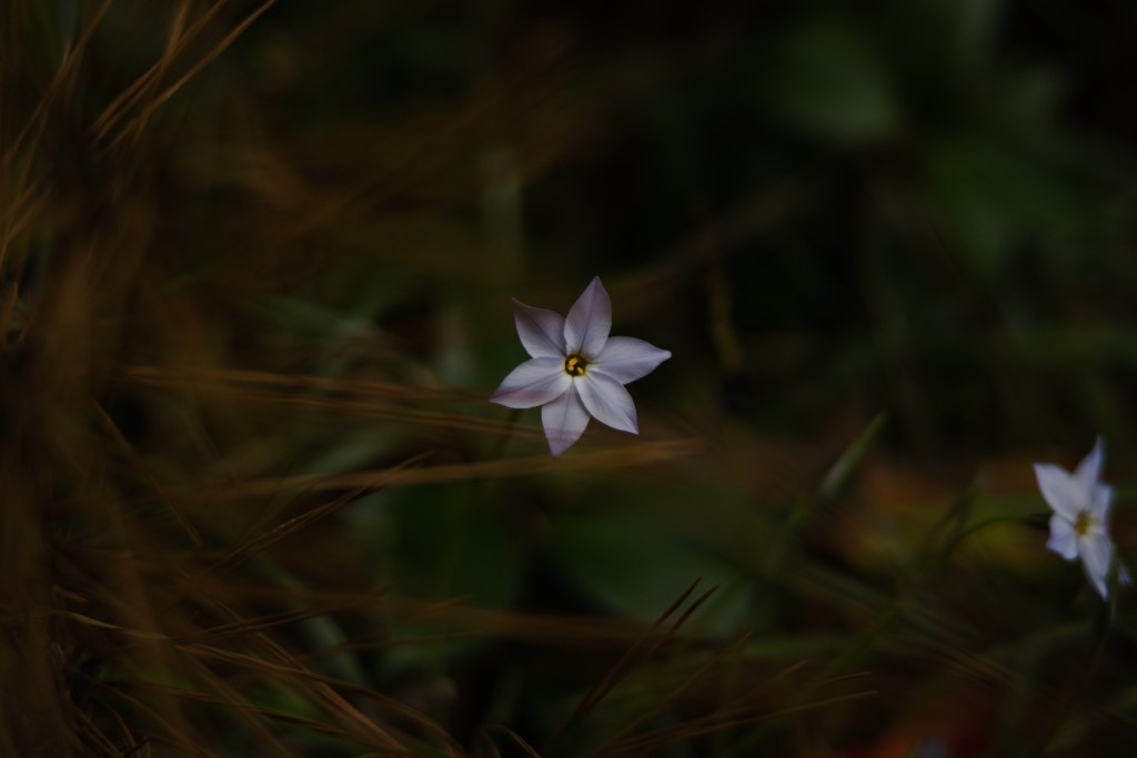 Muted picture of a white, six-petaled flower. There are brown leaves and pine needles barely recognizable in the blurred background.