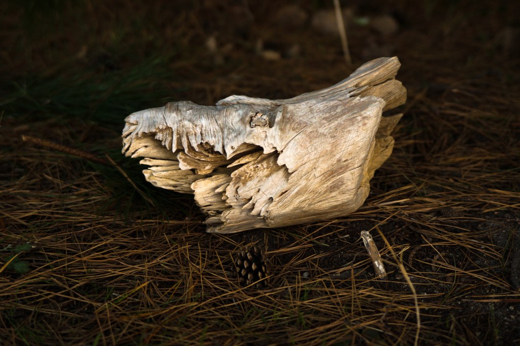 A piece of driftwood against a blurred background of dead pine needles and pinecones.