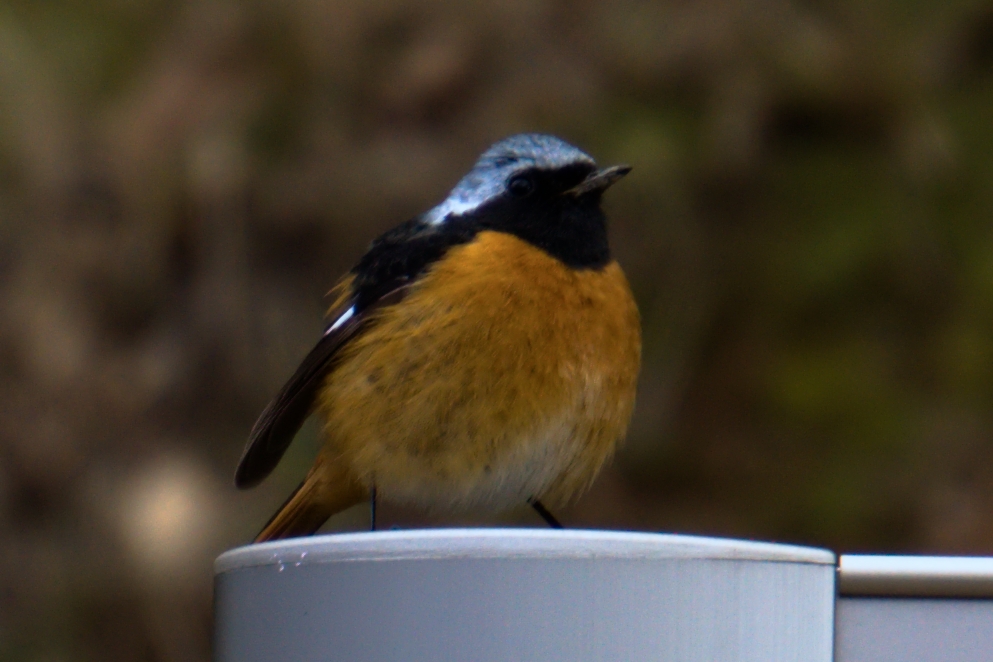 A closeup of a round, reddish and black bird.