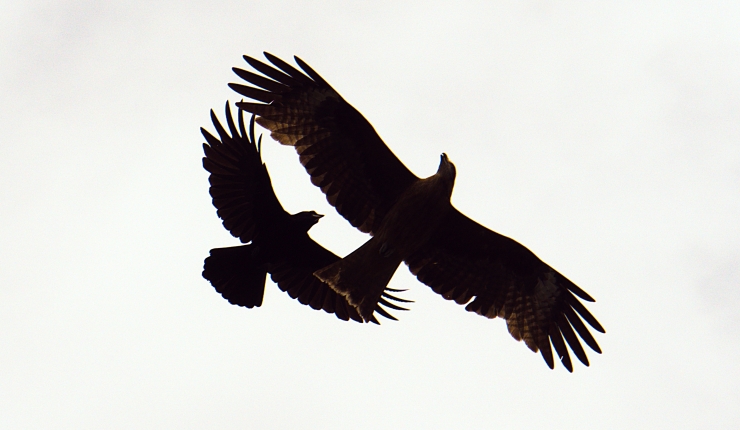 Two birds in silhouette fighting against a gray sky.
