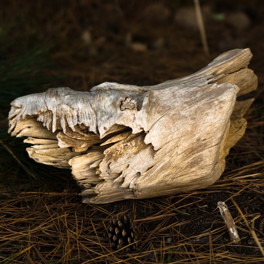 A chunk of driftwood against a blurred background of fallen pine leaves. The driftwood looks like some kind of animal skull.