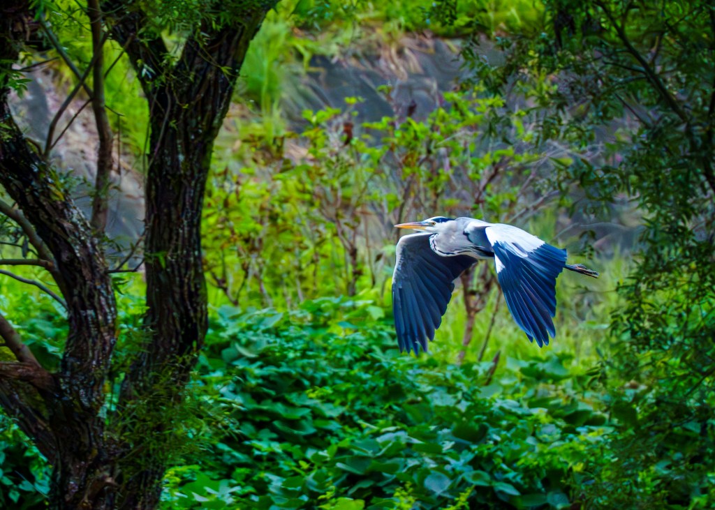 A grey heron flaps across the foreground against the backdrop of lush green foliage.