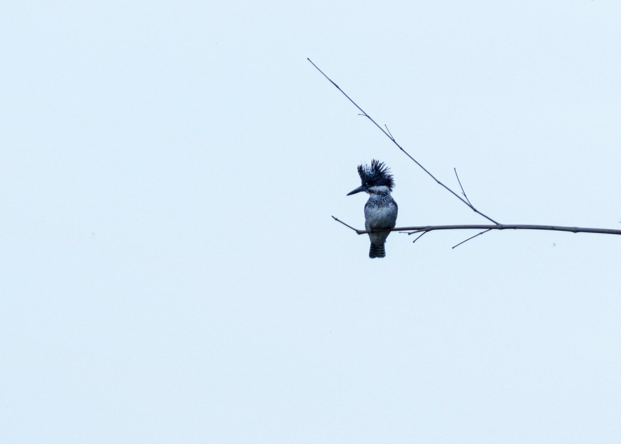 A large black and white bird with a crest and long beak perches at the tip of a bare bamboo branch. It looks out to the left.