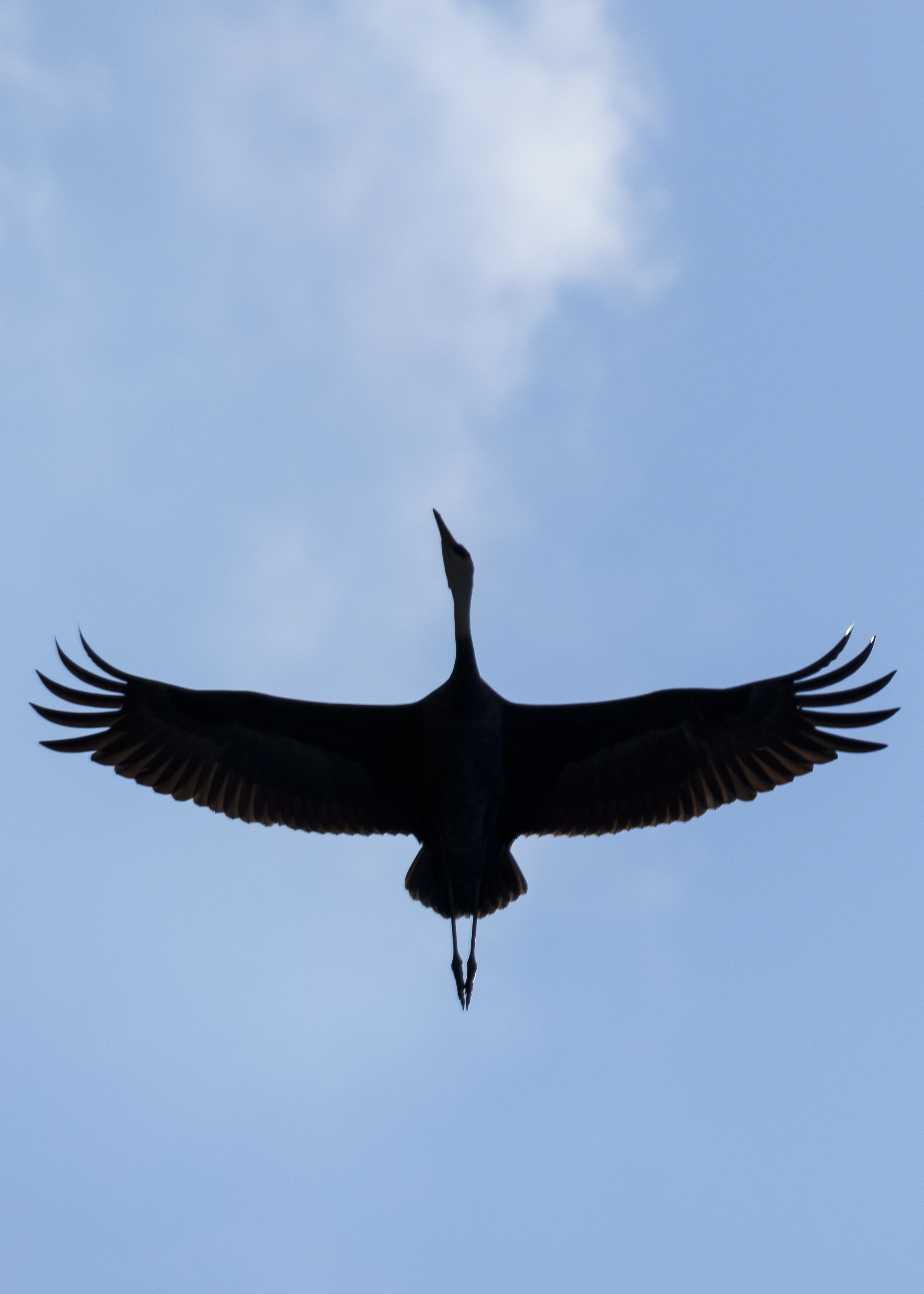 A shot of a crane flying directly overhead in silhouette against the blue sky.