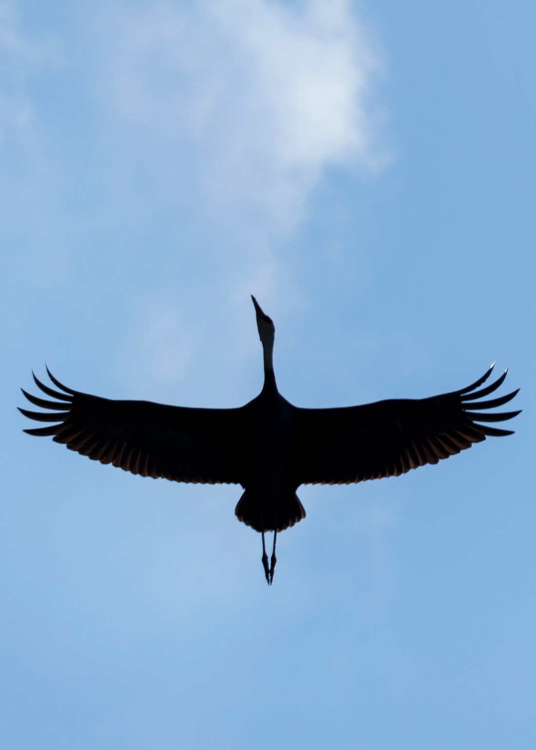 A shot of a crane flying directly overhead in silhouette against the blue sky.