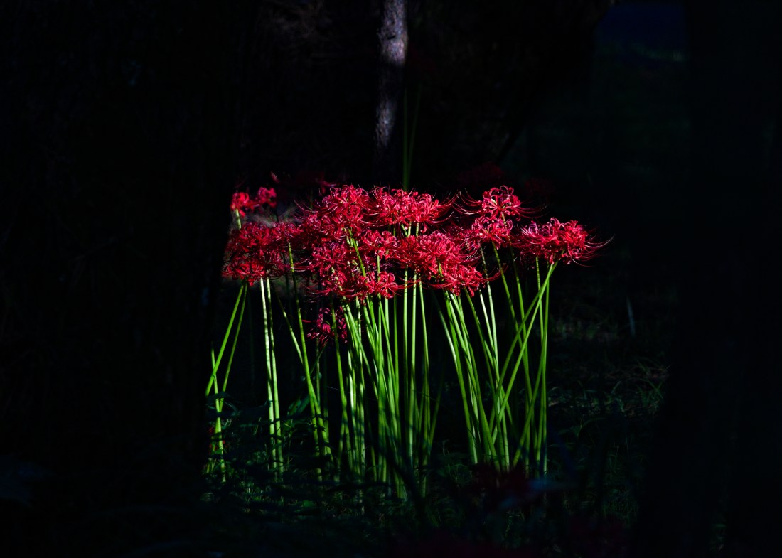 A patch of red spider lilies, or iganbana in Japanese, is illuminated by a sunbeam and framed by shadowed tree trunks.