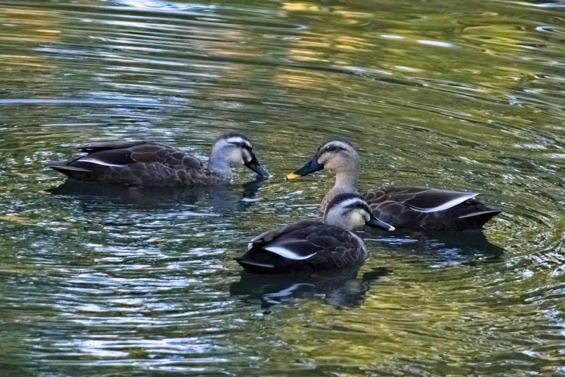 Three ducks, brown and gray with black beaks that have yellow tips, are swimming on a river.