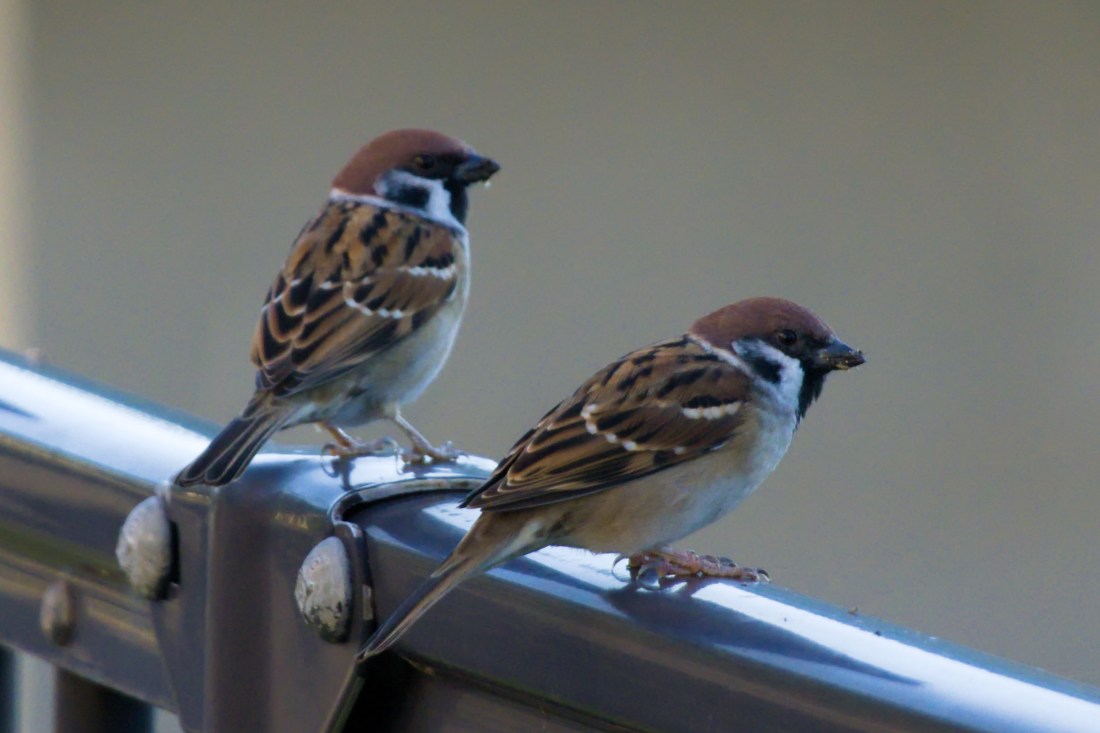 Two sparrows perch on a metal guardrail. The one in the forefront is looking to the side. Its beak is smeared with seed residue. The one in the background has a water droplet hanging from its beak.