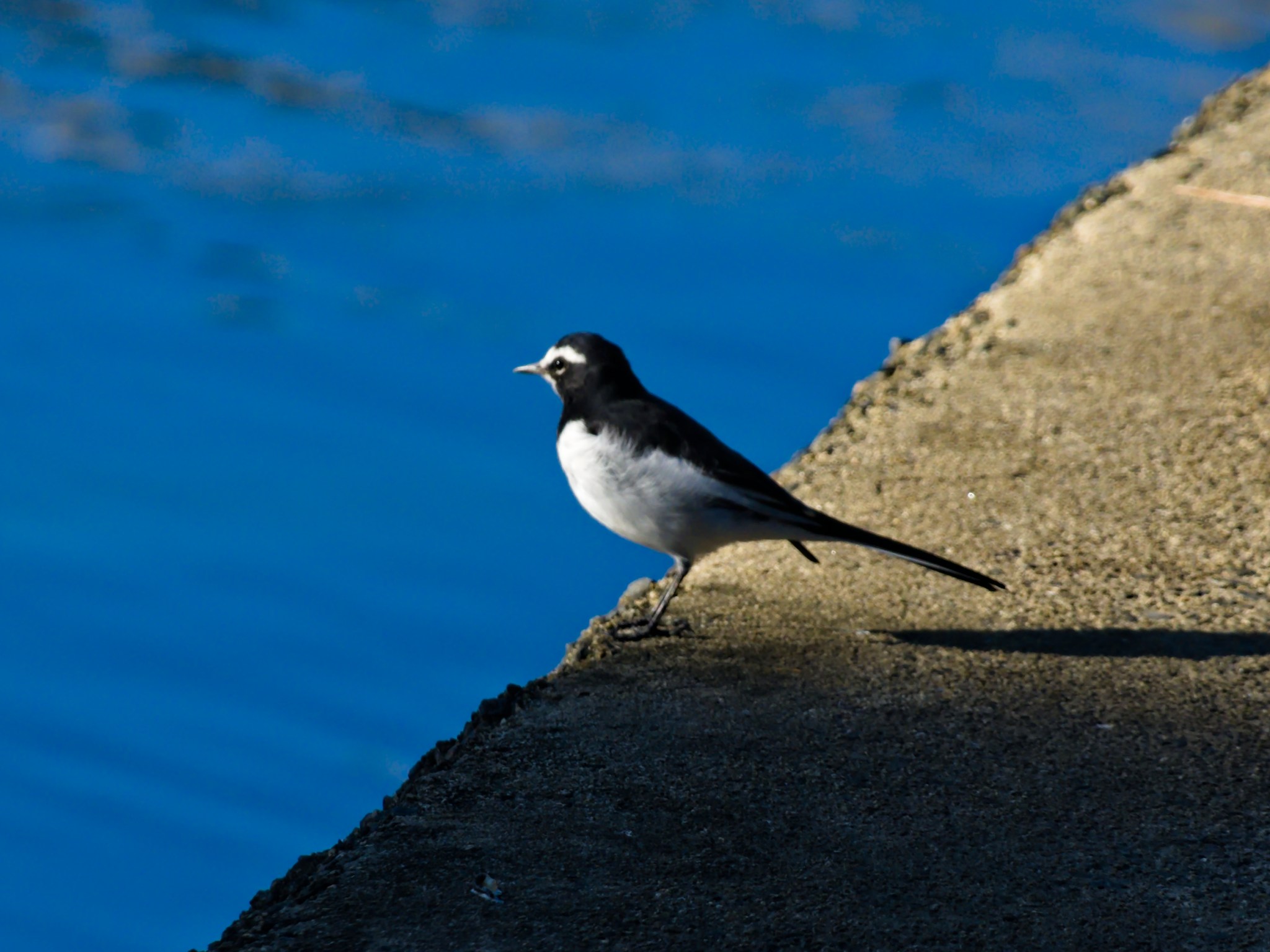 A black backed bird with a long tail perches on a concrete embankment over blue water.
