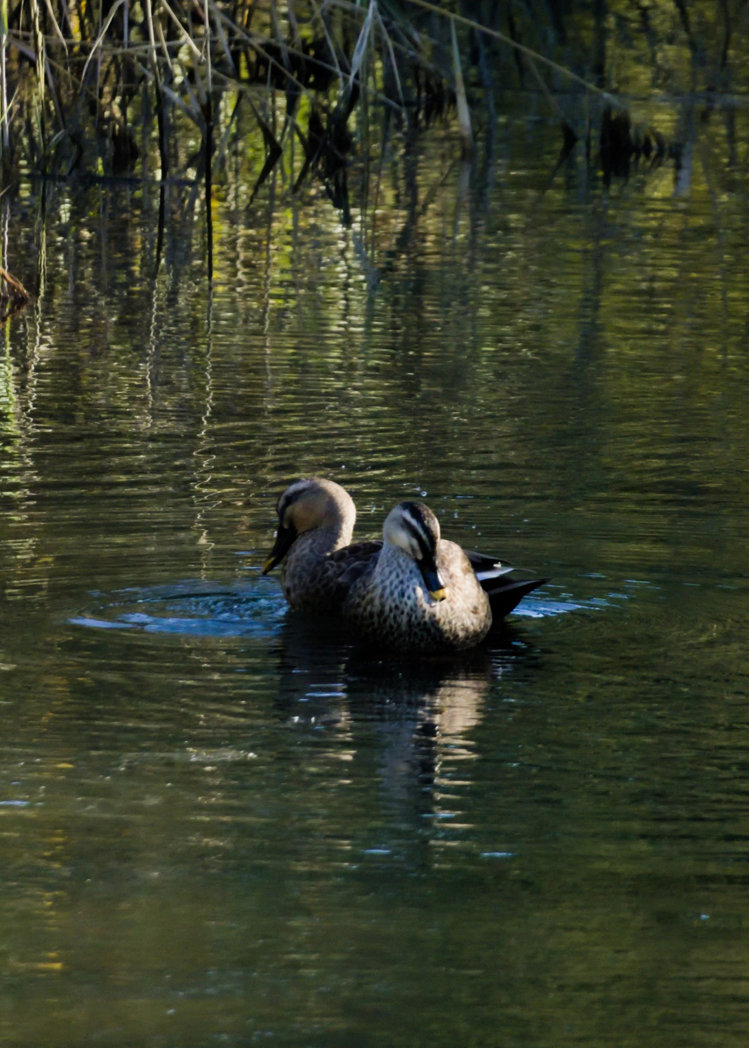 Two mottled brown and beige ducks swim atop a small river. Some reeds are in the back. Their heads are pulled in tightly, their bills pointed downward.