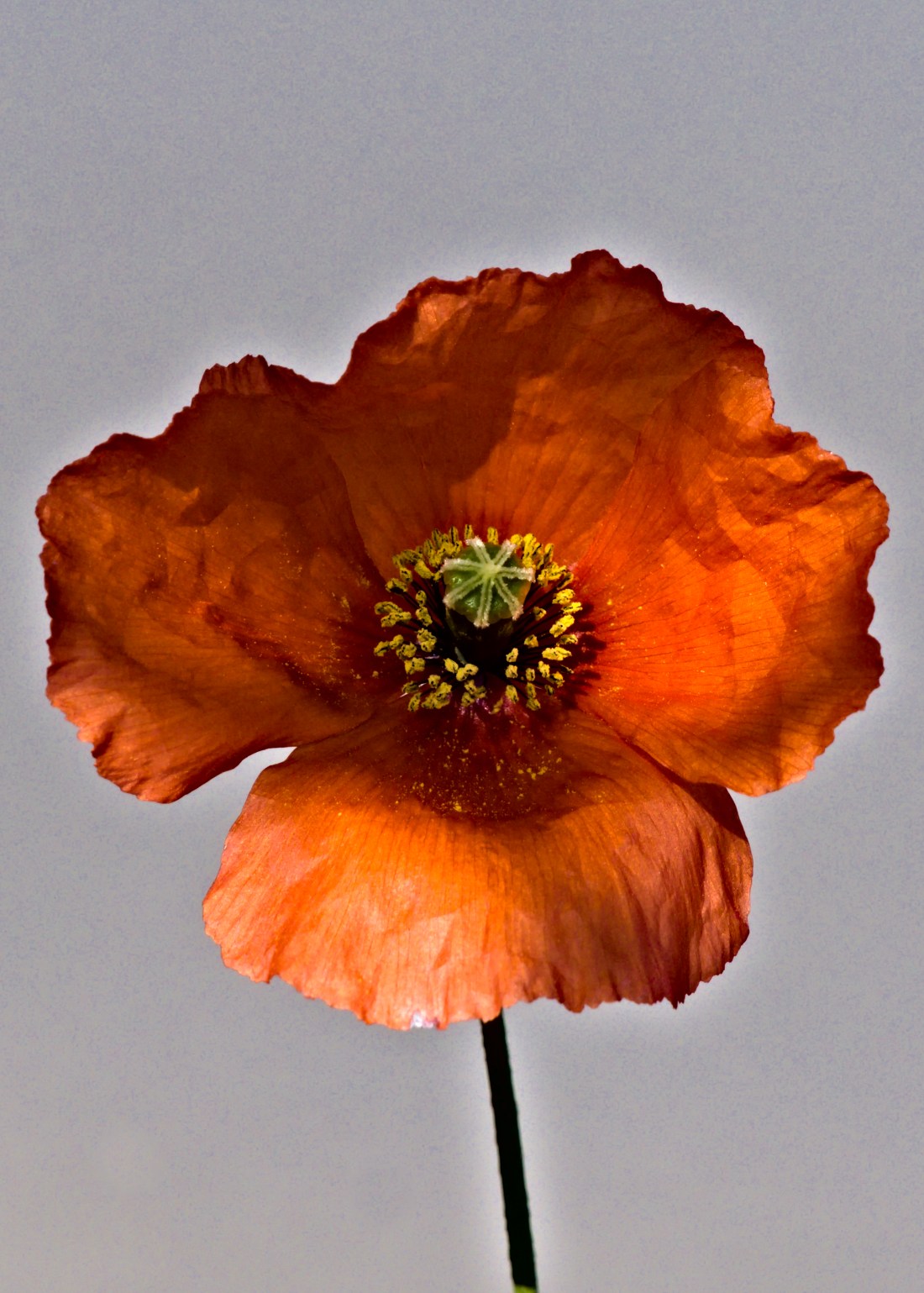 A closeup of a red poppy with crepelike petals. The background is gray.