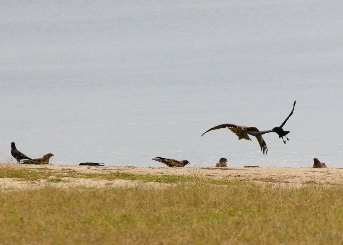 A few large brown raptors and black ravens are on a sandy, grassy beach. Mostly they are hidden by downward slope. In the foreground, a raven appears to be fleeing a raptor, flying toward the camera.