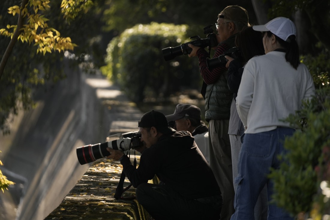 A small crowd of five photographers with varying massive lenses pointed down over a river.