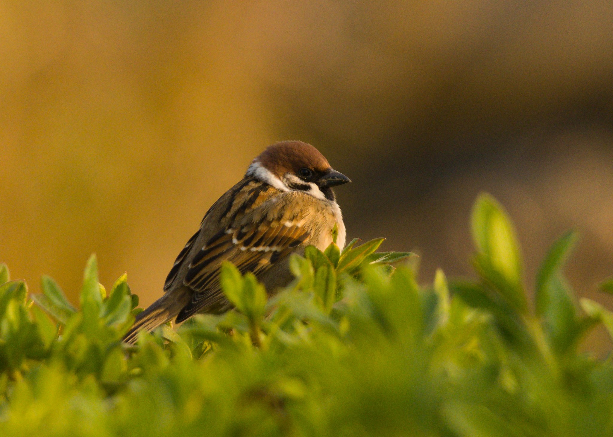 A sparrow is perched on a green bush that is trimmed flat. The sparrow is fluffed up from the chill. It is facing to the right of the photo, its body turned away.