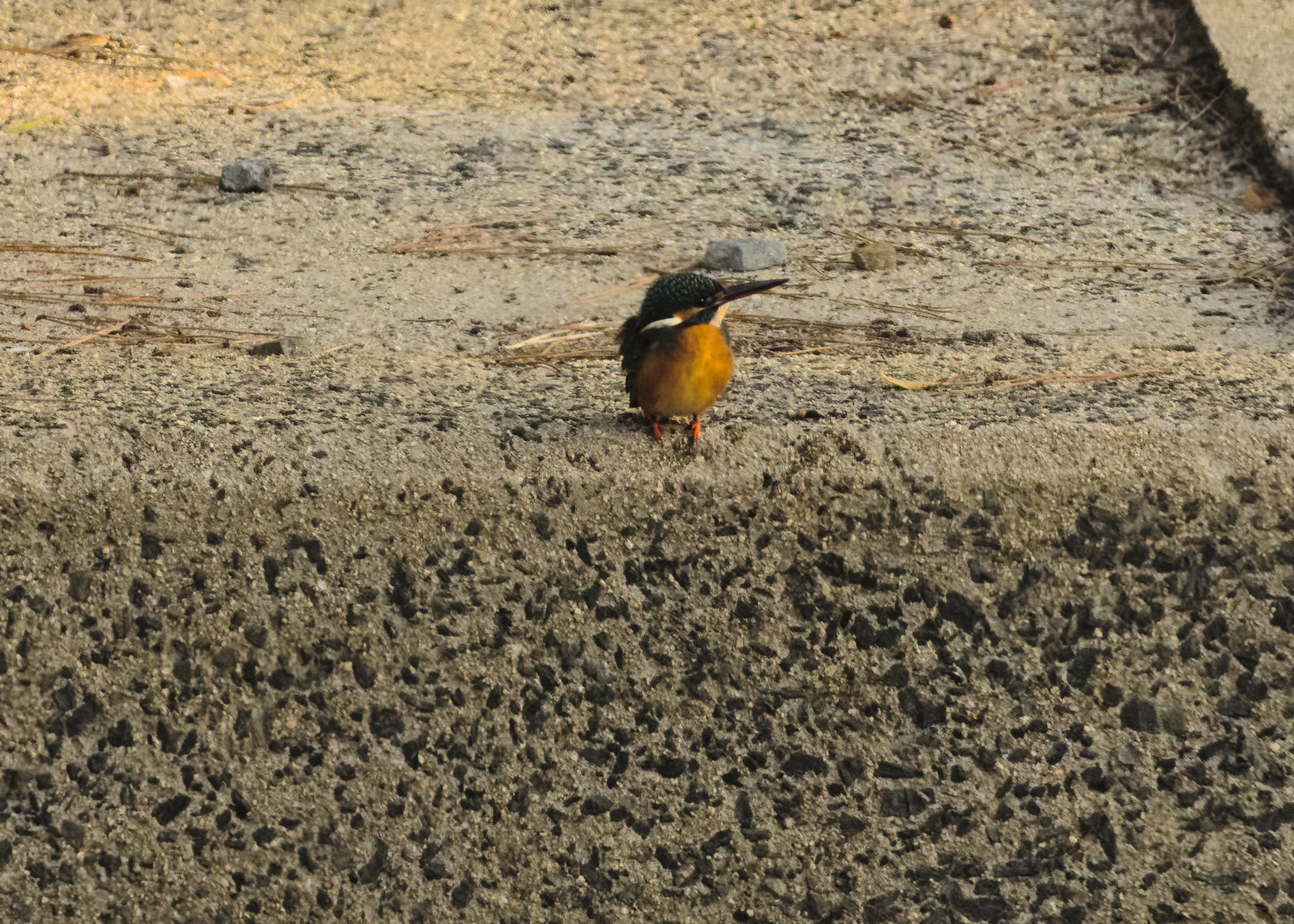 A kingfisher perched on a concrete embankment. It's body faces this way but it is pointing its beak to the right of the photo, looking down at the river below.