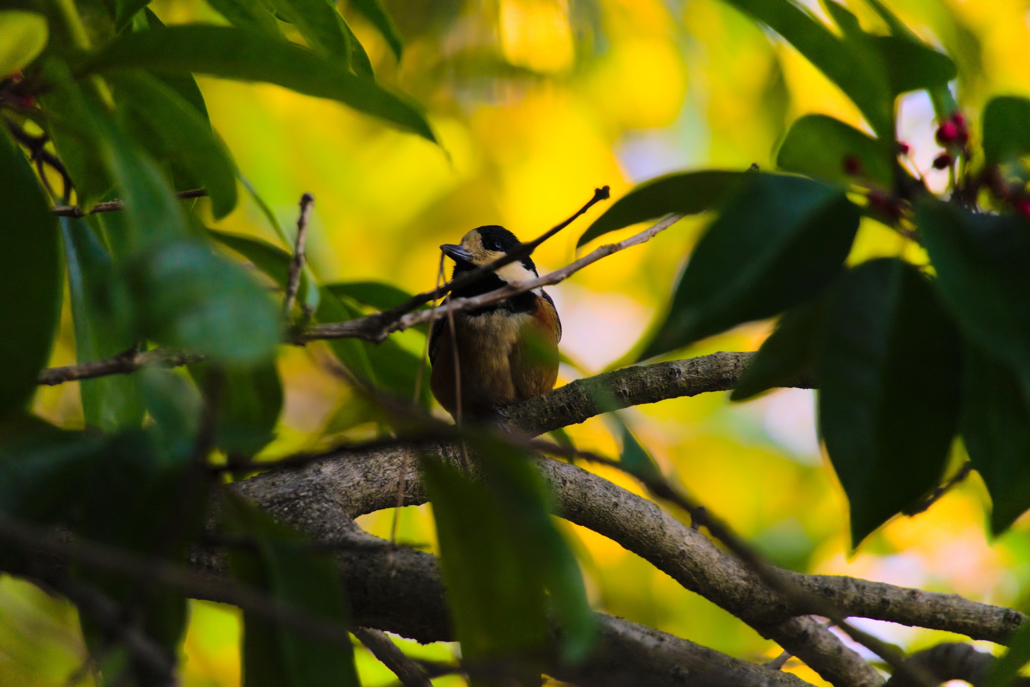 A small bird with a red belly, black head and a large white stripe across its face like a mask is perched in a leafy tree.