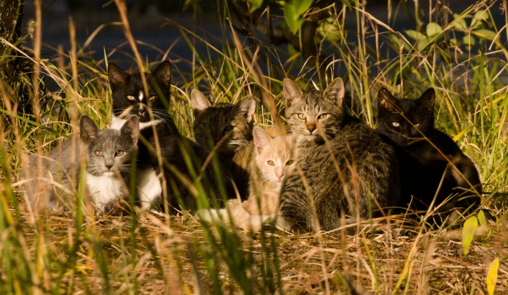A cluster of six cats of various colors and patterns huddled together in the grass. They are all looking at the camera.