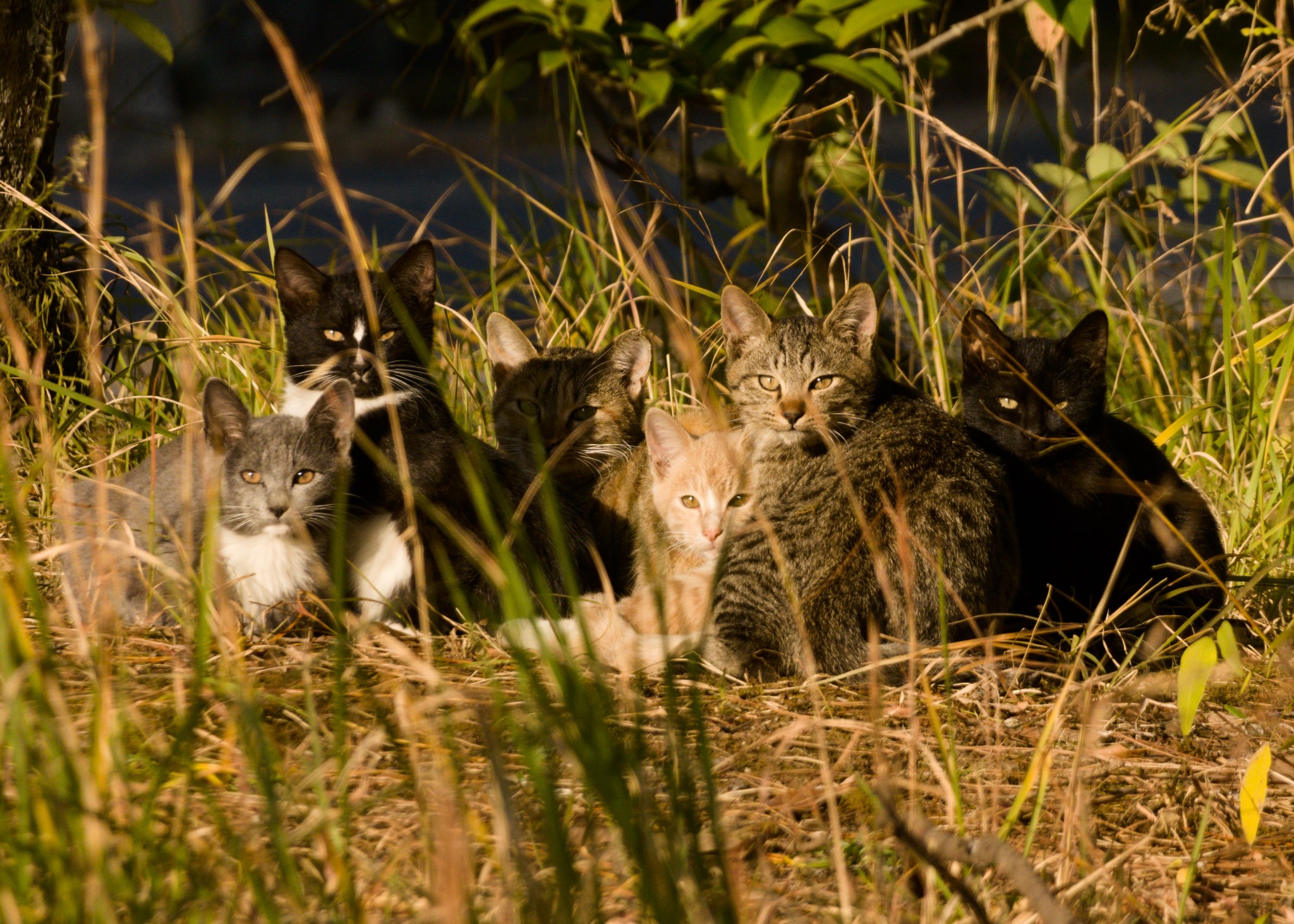 Six stray cats of varying pattern, black to gray to tabby, are bunched together in a clearing in a patch of grass. They are all looking at the camera