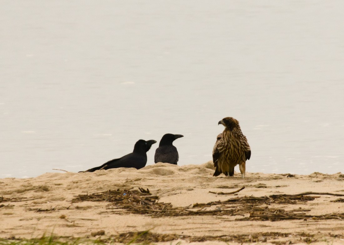 Two ravens and a black tailed kite are standing on a beach littered with driftwood. The ravens are staring at the kite, which is staring back.