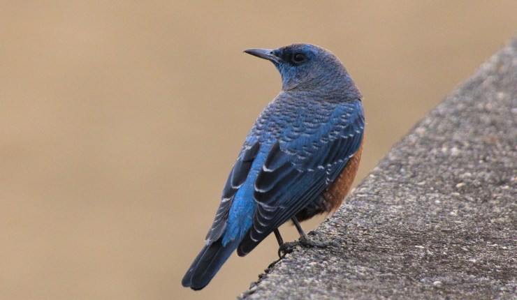 A blue rock thrush, its back blue mottled with gray and black, perches on a concrete embankment. It is looking over its shoulder toward the left side of the frame.