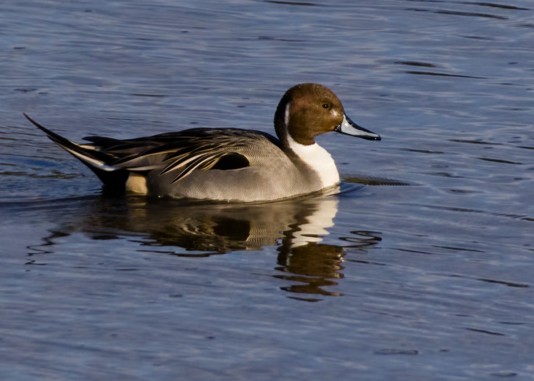 A very felegant looking northern pintail duck swimming across a rippling river surface. It has a brilliant white breast, brown head, and a grayish body with delicate wavy patterns. Its tail is long and sticks up at an angle.