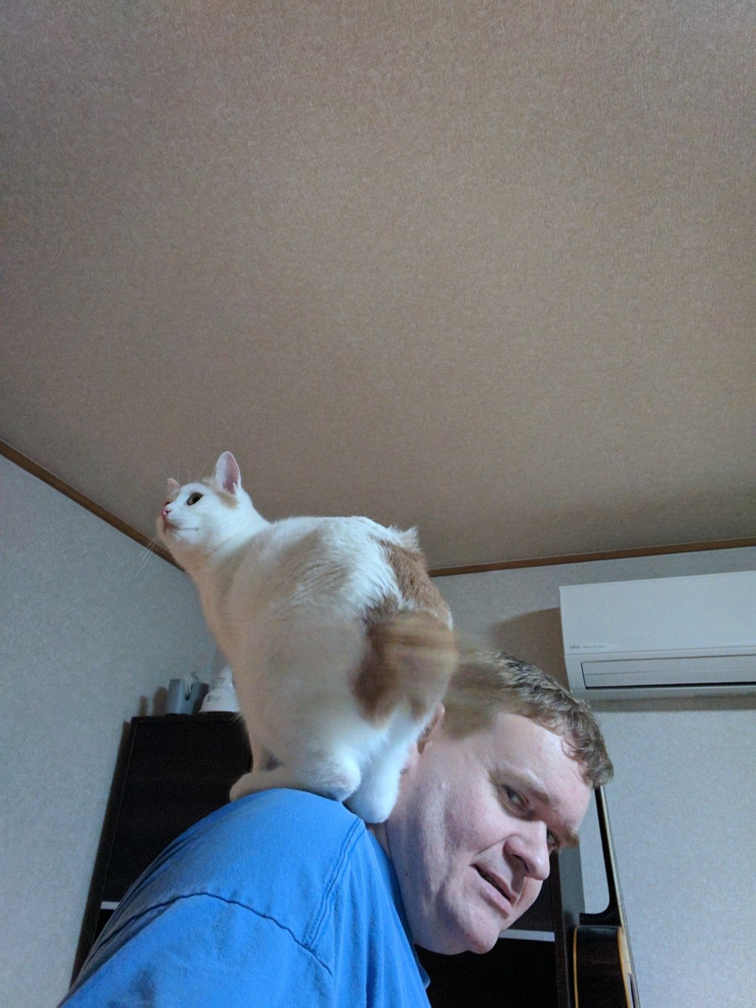 A large cat perched on the shoulder of a while man in a blue tee-shirt. The cat is looking off into the distance like he's hunting a bird that isn't there.