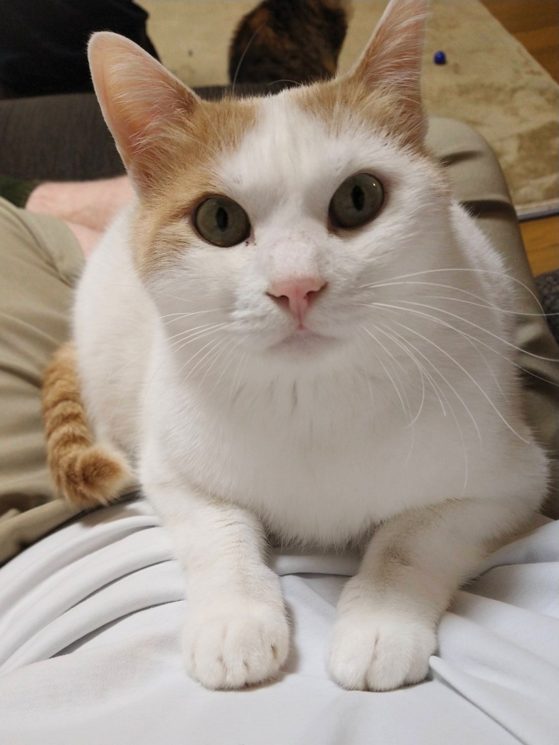 A closeup shot POV of a while cat with brown patches over his ears. He is sitting on a white man's lap looking into the camera.