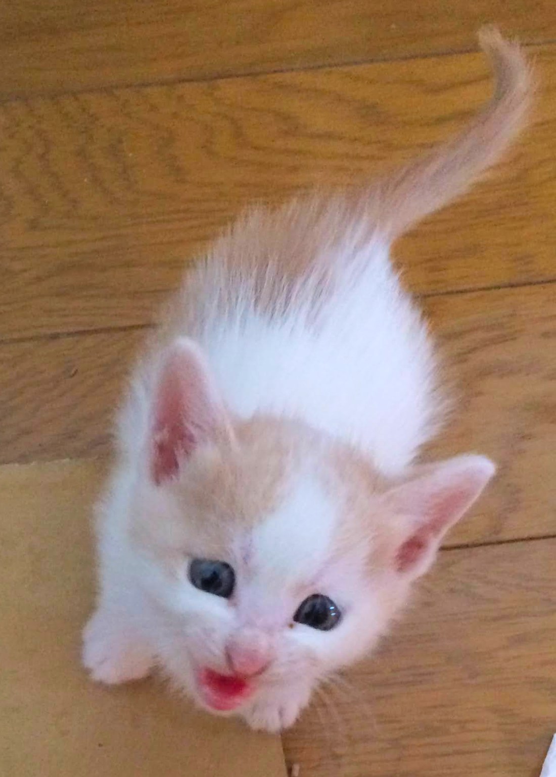 A kitten, white with brown patches over his ears, his mouth open in a cry.