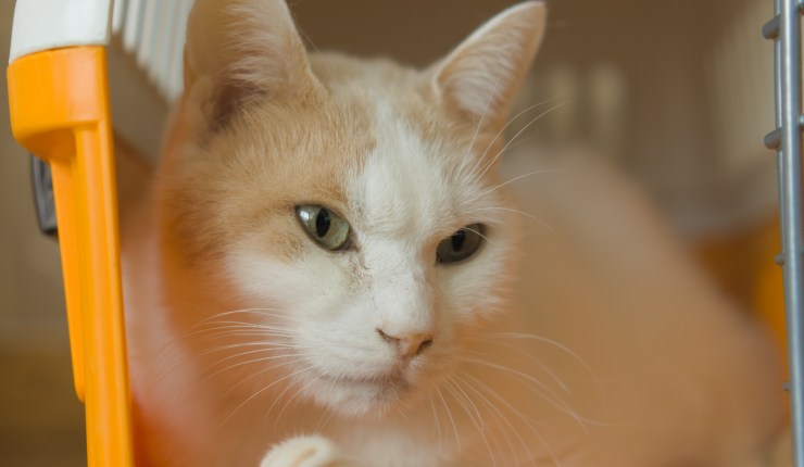 A closeup shot of a while cat with brown patches over his ears. He is in a pet carrier with the door open and is looking off to the right side of the picture.