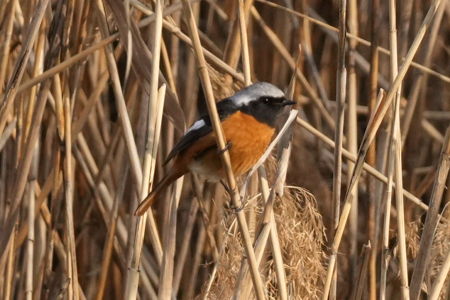 A gray and black bird, red belly this way, perched among reeds.