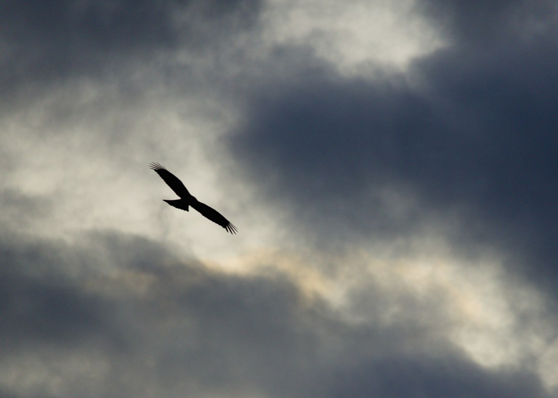 The sillhouette of a raptor against a cloudy sky. It is highlighted against a lighter break in the dark clouds.