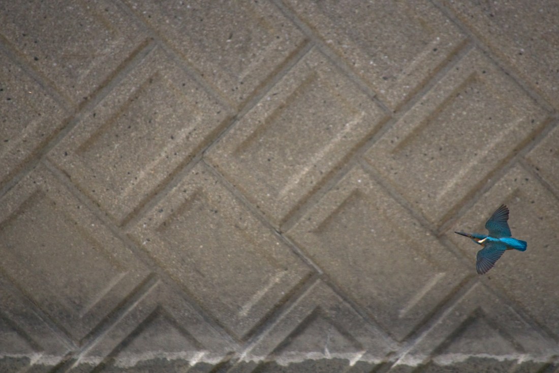 A kingfisher flying against the background of a lattice-patterned concrete wall